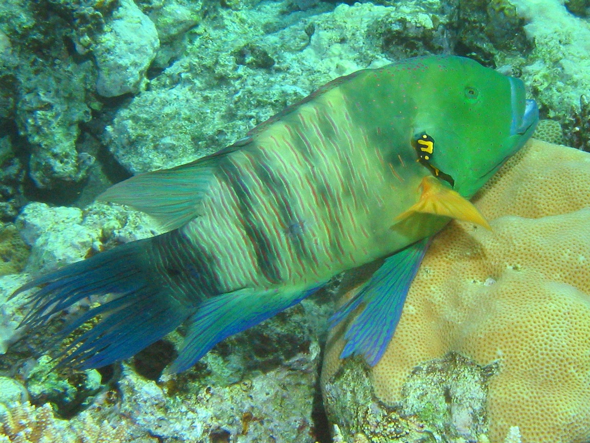 Cheilinus lunulatus (Tordo dalla coda sfrangiata)